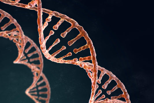 Longevity: Wie wir gesünder altern und länger vital bleiben können