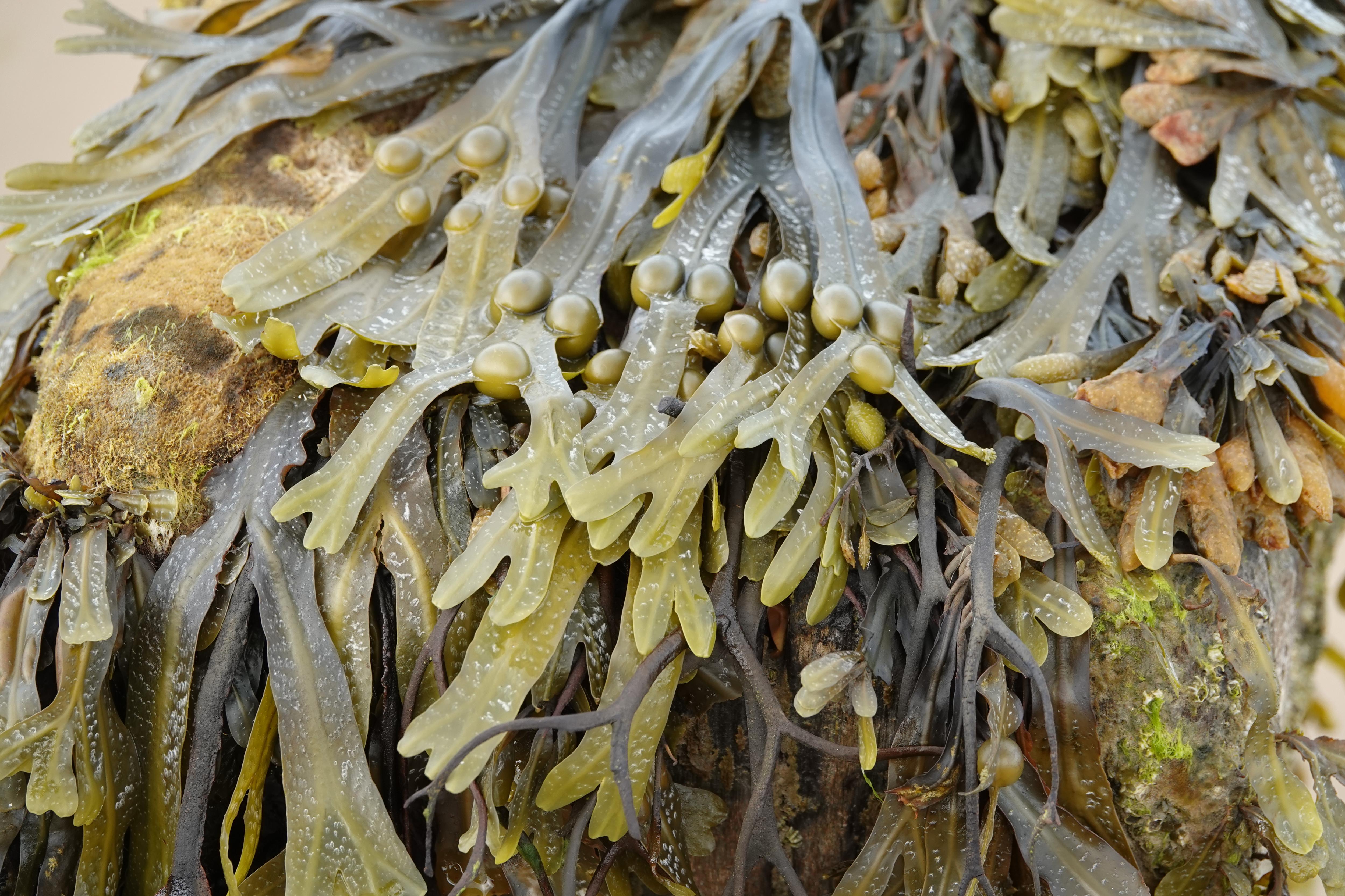 Omega-3-Fettsäuren: Algenöl als nachhaltige Lösung für optimale Gesundheit