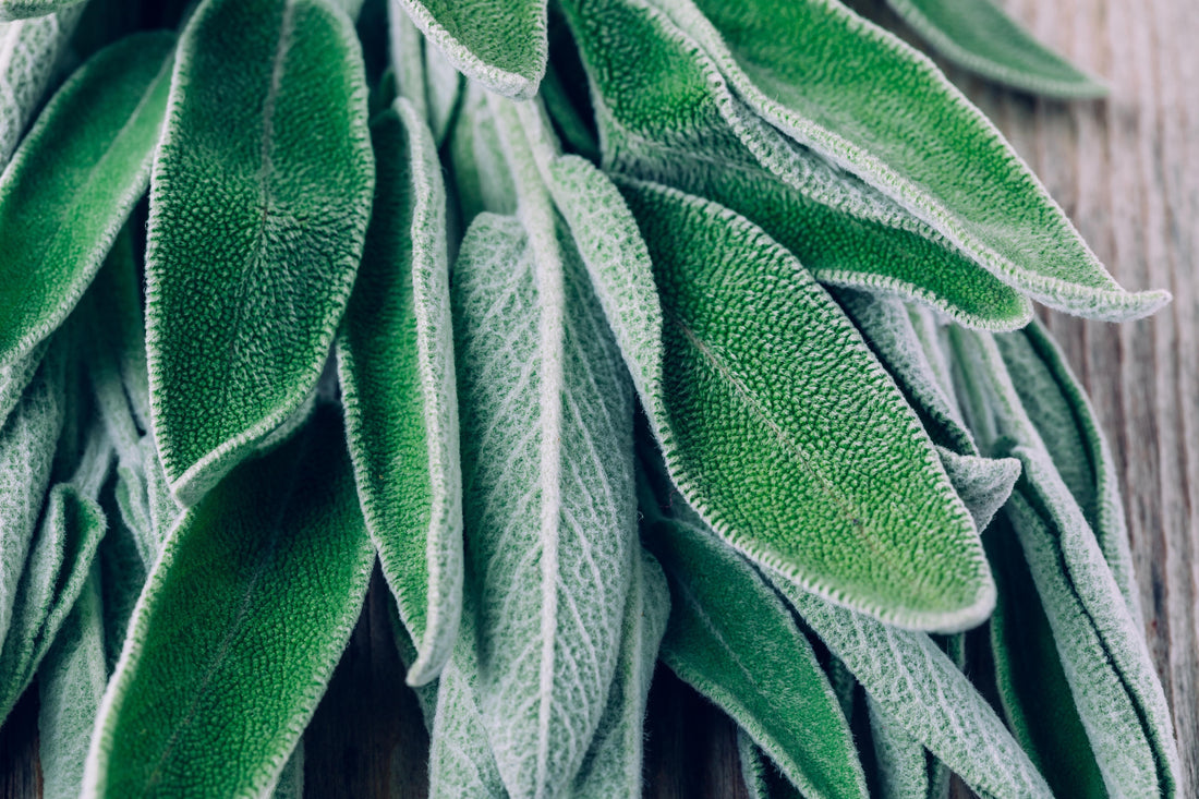 Quercetin: Das kraftvolle Flavonoid für Gesundheit und Wohlbefinden