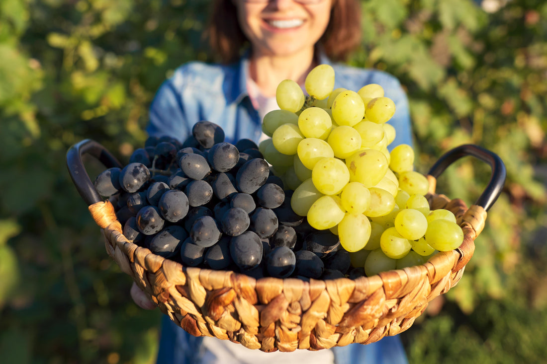 Resveratrol: Das vielseitige Polyphenol für Gesundheit und Langlebigkeit