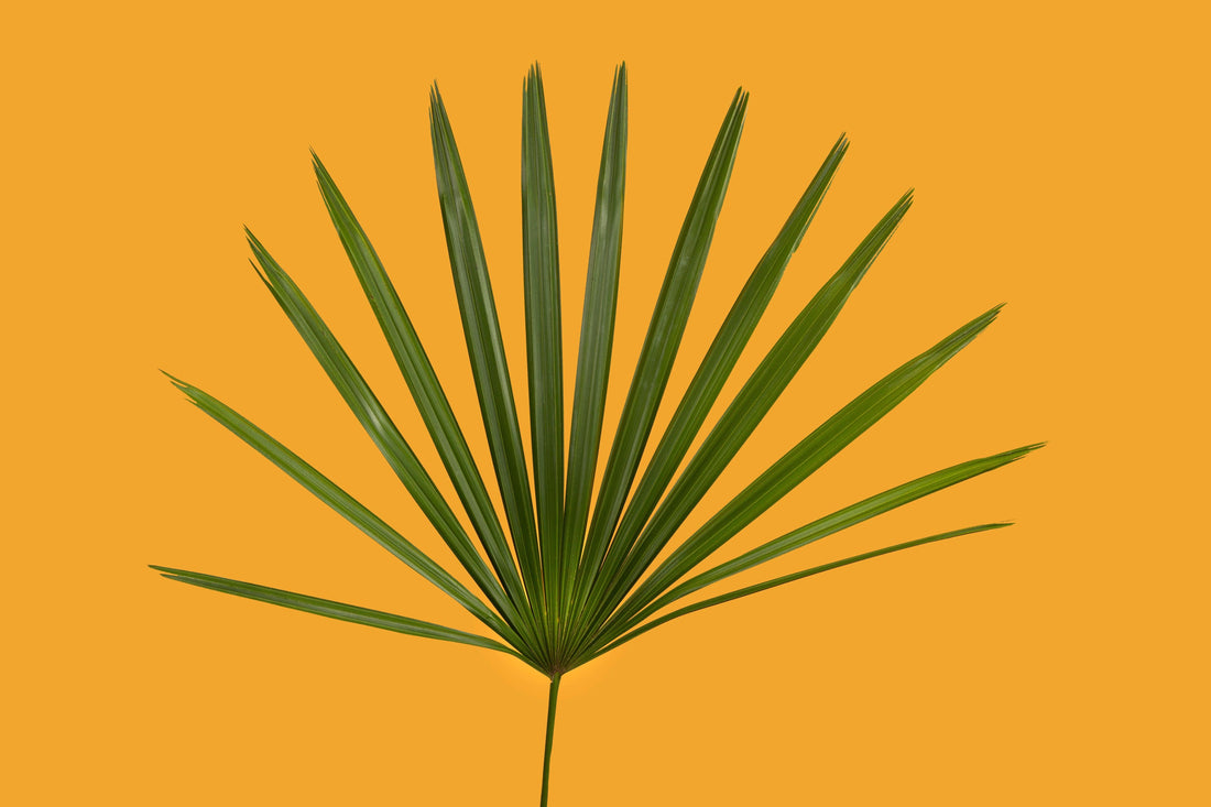 Sägepalme: Das natürliche Supplement für Prostatagesundheit, Hormonbalance und allgemeines Wohlbefinden