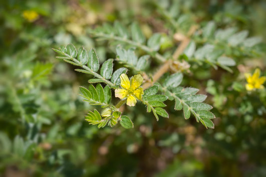 Tribulus terrestris: Das natürliche Supplement für hormonelle Balance, sportliche Leistung und Vitalität
