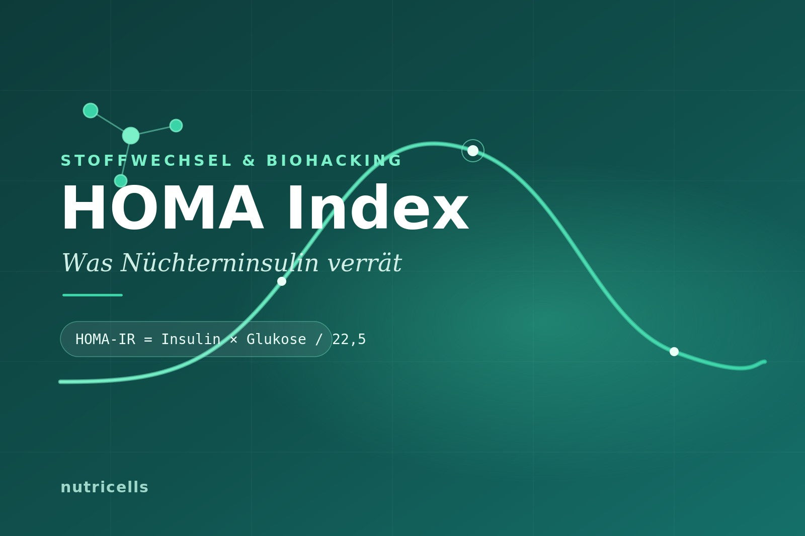 HOMA Index – Was Nüchterninsulin verrät: Insulin- und Glukosekurve